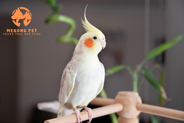 Thông tin Về Vẹt Cockatiel: Loài vẹt Được Yêu Thích Nhất